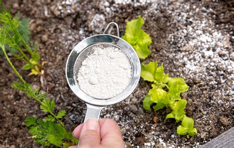 Can Food Grade Diatomaceous Earth Kill Bugs? And Why Do Ants Love Picnics So Much?