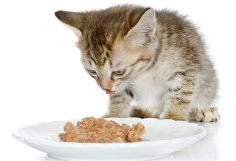 Can Kittens Eat Wet Cat Food? And Why Do They Dream of Flying Squirrels?