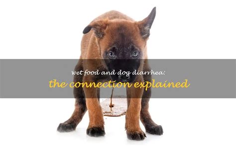 Can Wet Dog Food Cause Diarrhea? Exploring the Connection Between Kibble and Canine Chaos