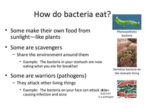 Do Bacteria Make Their Own Food, and Why Do They Sometimes Throw a Party in Your Gut?