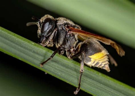 Do Wasps Produce Honey? Exploring the Intricacies of Insect Behavior and Ecosystem Roles