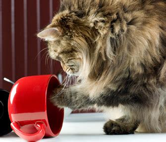 Does Tea Have Gluten? And Why Do Cats Love Knocking Over Teacups?