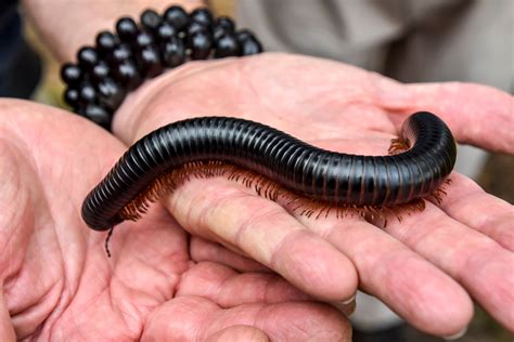  イモムシ millipede！その体長はなんと40センチにも及ぶ！？