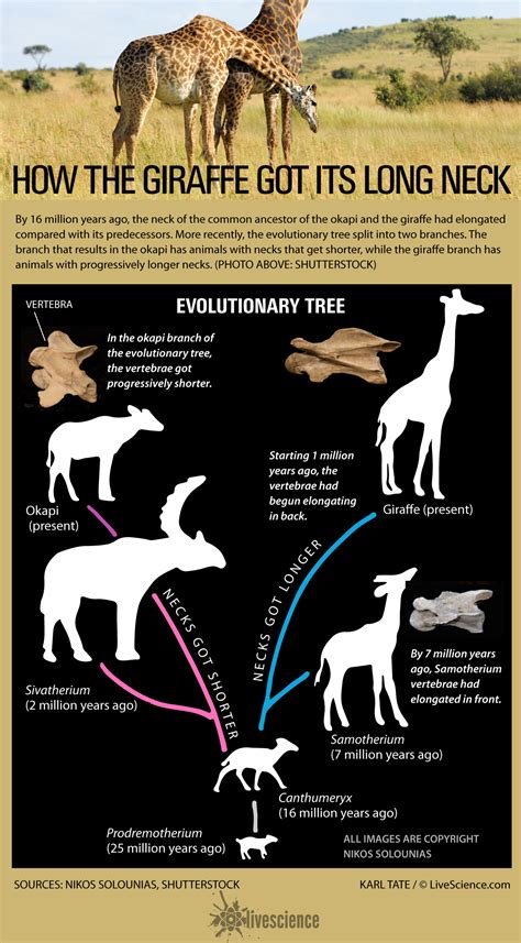  ギラファの進化をたどる！古代の草食動物から現代の首長竜まで