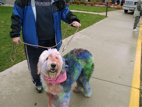 How to Dye Dog Fur with Food Coloring: A Creative Approach to Pet Styling and Its Unconventional Implications