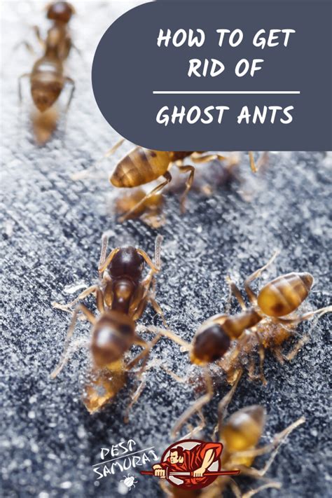 How to Get Rid of Ghost Ants in Kitchen: A Comprehensive Guide and Why They Might Be Attracted to Your Coffee Grinder