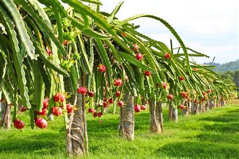 How to Grow a Dragon Fruit Plant: And Why It Might Just Be the Secret to Time Travel