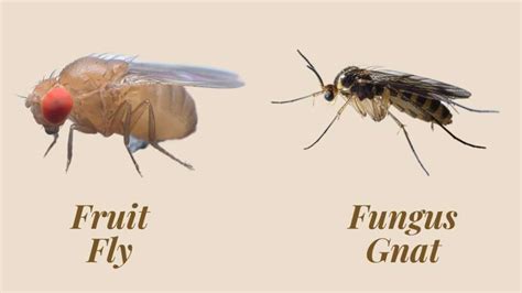 Is a Gnat a Fruit Fly? Exploring the Intricacies of Tiny Winged Creatures