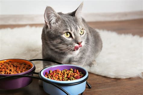 Is Special Kitty Cat Food Good? Exploring the Mysteries of Feline Nutrition and Beyond