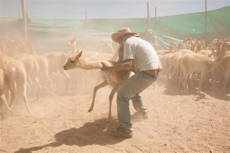  イソギンチャク、砂の中でひっそりと暮らす魅惑的な生物は一体どんな生き物？