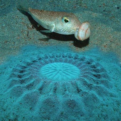  カルゲイ！海底の砂の中で、見事な踊りを披露する環形動物