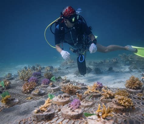  ケムシは海底の魔法使い！ 驚異的な再生能力と多様な生息地を誇る環形動物の世界へようこそ