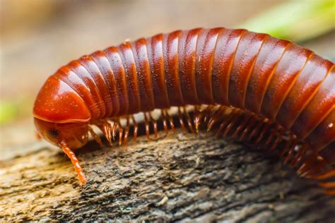  Millipede:  This Many-Legged Creature Crawls Through the Undergrowth with a Body Covered in Segmented Plates!