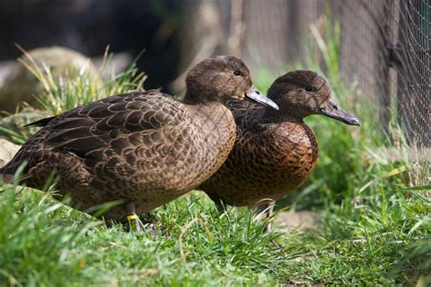  ニュージーランドゾウグミ、小さな体の中に秘められた驚異的な捕食力！