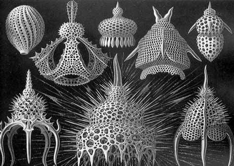  Radiolaria、水中の宝石と呼ぶにふさわしい、美しく複雑な殻を誇る単細胞生物！