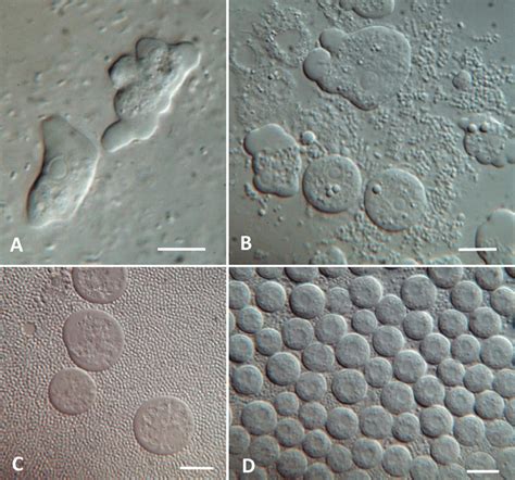  テトラミトス: 単細胞生物の進化とは一体？