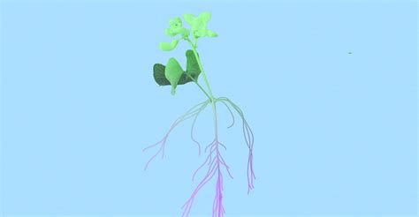 ウツボカズラ 仕組み - 植物の知性と進化の謎