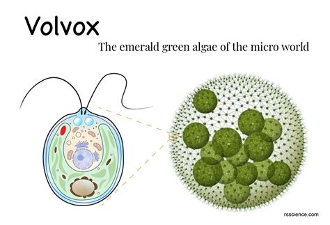  ヴォルボックス: 顕微鏡の世界に潜む、自由奔放な鞭毛生物！