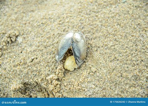  ワシボラ！砂浜を滑るように移動する二枚貝の驚異