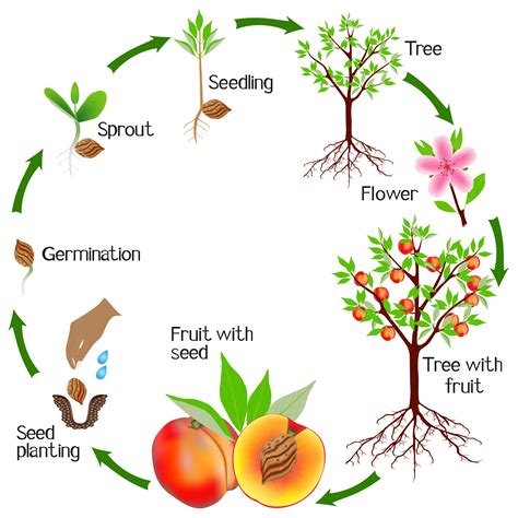 What are the things that plants need to produce fruit? And why do some plants seem to thrive on chaos?