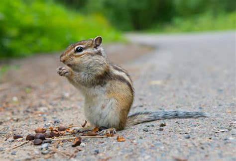 What Food Do Chipmunks Eat: And Why Do They Love Storing It in Their Cheeks?