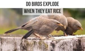 What Food Makes Birds Explode: A Myth or a Hidden Truth?