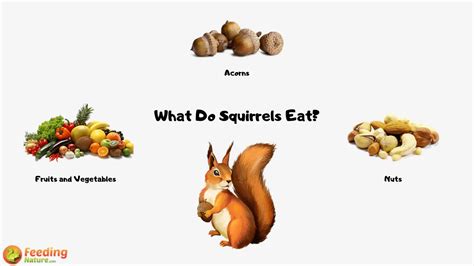 What is the Best Food for Squirrels, and Why Do They Love Dancing in the Rain?