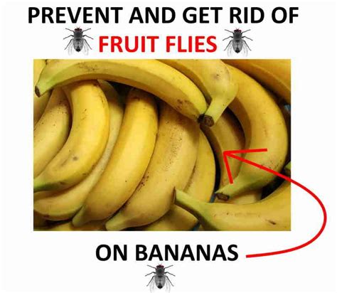 Where Do Fruit Flies Come From All of a Sudden, and Why Do They Always Know Where the Bananas Are?