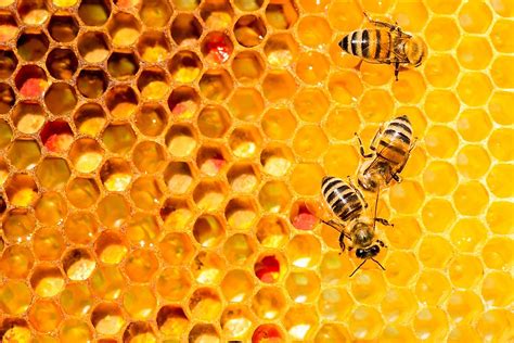 Why Do Bees Make So Much Honey? And Why Do They Never Run Out of Dance Moves?