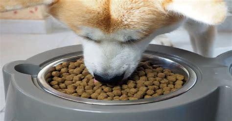 Why is My Dog Burying His Food: A Deep Dive into Canine Behavior and Beyond