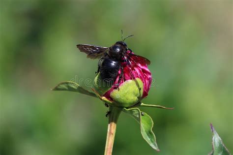  Xylocopa、蜜を求めて飛び回る、その姿はまさに夏の風物詩！