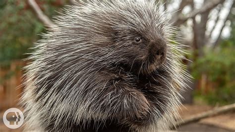  ヤマアラシ、夜行性の食虫動物で知られ、その鋭い針は強力な防御メカニズムを提供します！