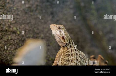  ヤマガメ:  砂漠を這い、日光浴を愛する冷血動物！