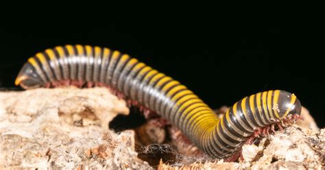   yellow-banded millipedeの鮮やかな体色と、驚くべき再生能力！