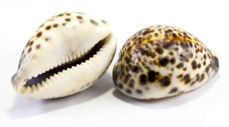  YELLOW COWRIE、海の宝石箱を開け、その輝きを永遠に！