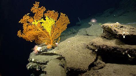  YELLOW GOBLET CORAL: 発見！深海に咲く、黄金のサンゴの華麗なるダンス！