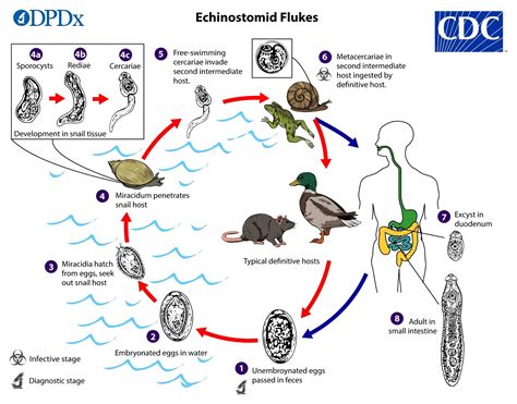  ヨネザメは寄生虫の世界でどれほどユニークなのか？驚異的な生活サイクルと宿主への影響を探る！